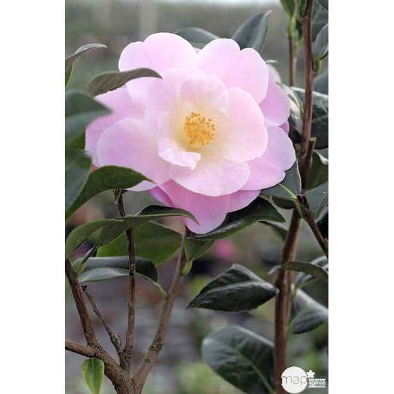 Camellia 'Nicky Crisp' : H 40/50 cm, ctr 3 Litres