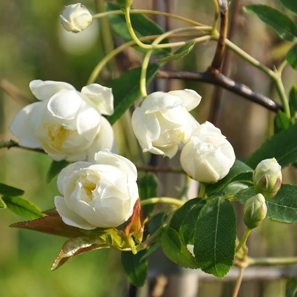 Rosier de banks 'alba plena' - rosa banksiae 3l