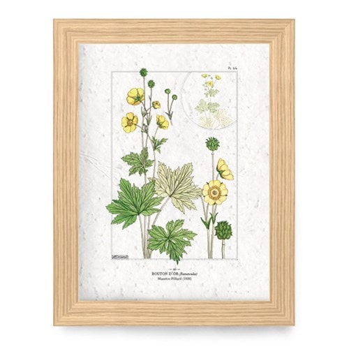 Affiche à planter a4 - bouton d'or