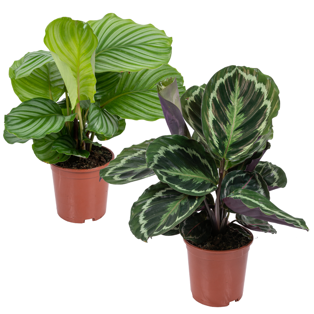 Calathea 'médaillon' & 'orbifolia' - purificatrices d'air et pot de pépinière ⌀14 cm - ↕40-45 cm