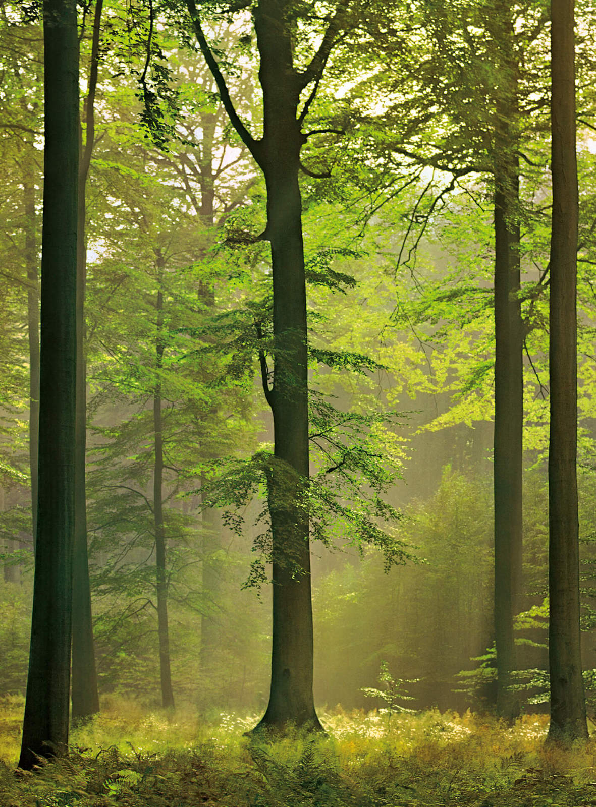 Fototapete DESIGNWALLS 2.0 - grün-braun - Wald - 2,6 Meter