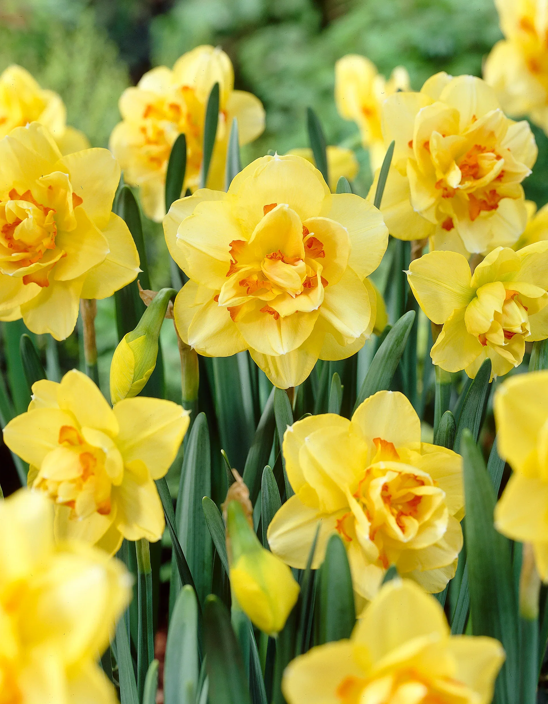 Narcissus x incomparabilis 'Tahiti' Påskelilje 'Tahiti'