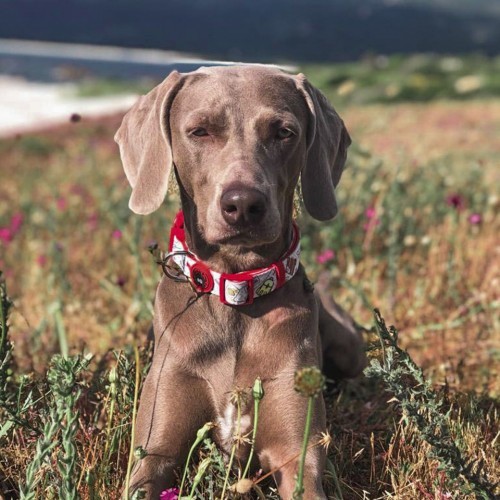Coleira de viagem vermelha para cães