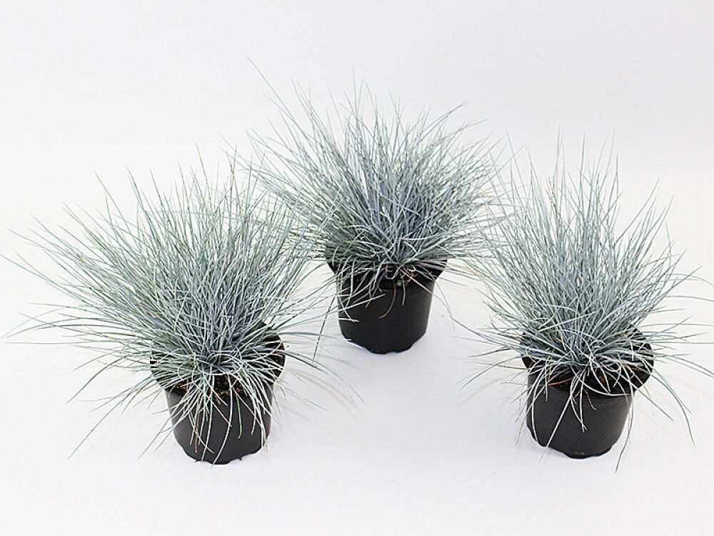 FESTUCA GLAUCA 9CM