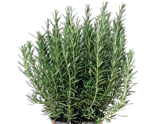 Rozemarijn FloraSelf Rosmarinus officinalis Ø 18 cm pot