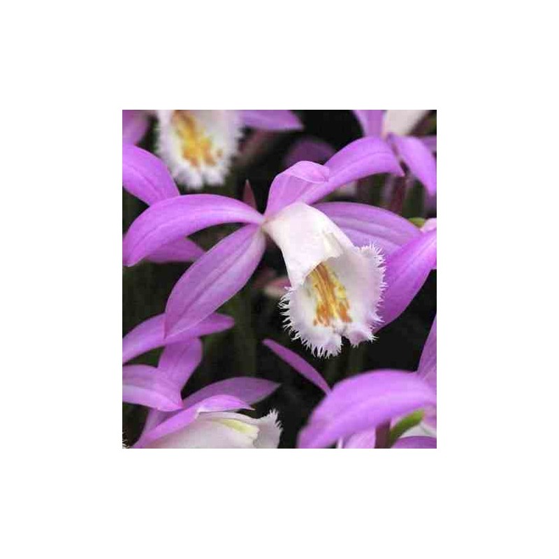 Pleione formosana taille pot de 1 litre - 0/40 cm - blanc et rose