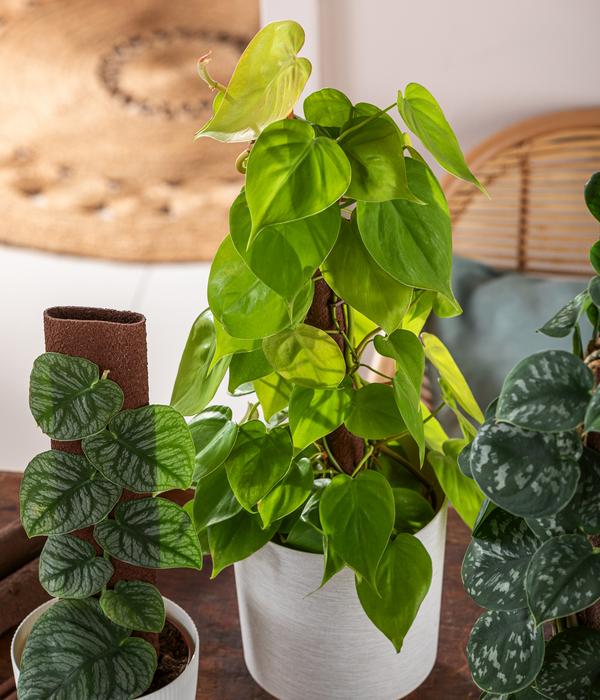 Baumfreund - Philodendron scandens am