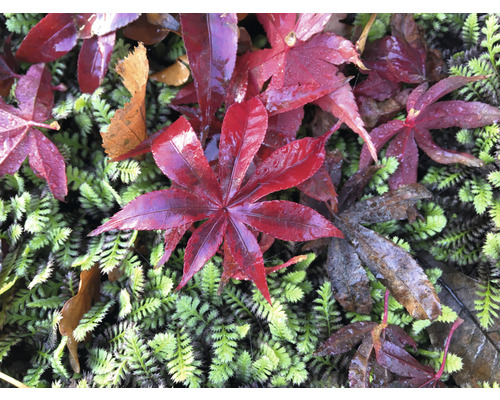 Rode Japanse esdoorn Acer palmatum 'Atropurpureum' H 40-50 Co 3 L