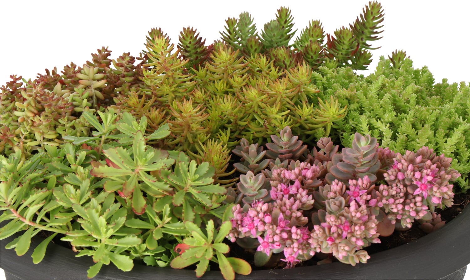 Intratuin Sedum-mix in zwarte kunststof pot (Arrangement Sedum mix kunststof zwart) D 30 H 20 cm