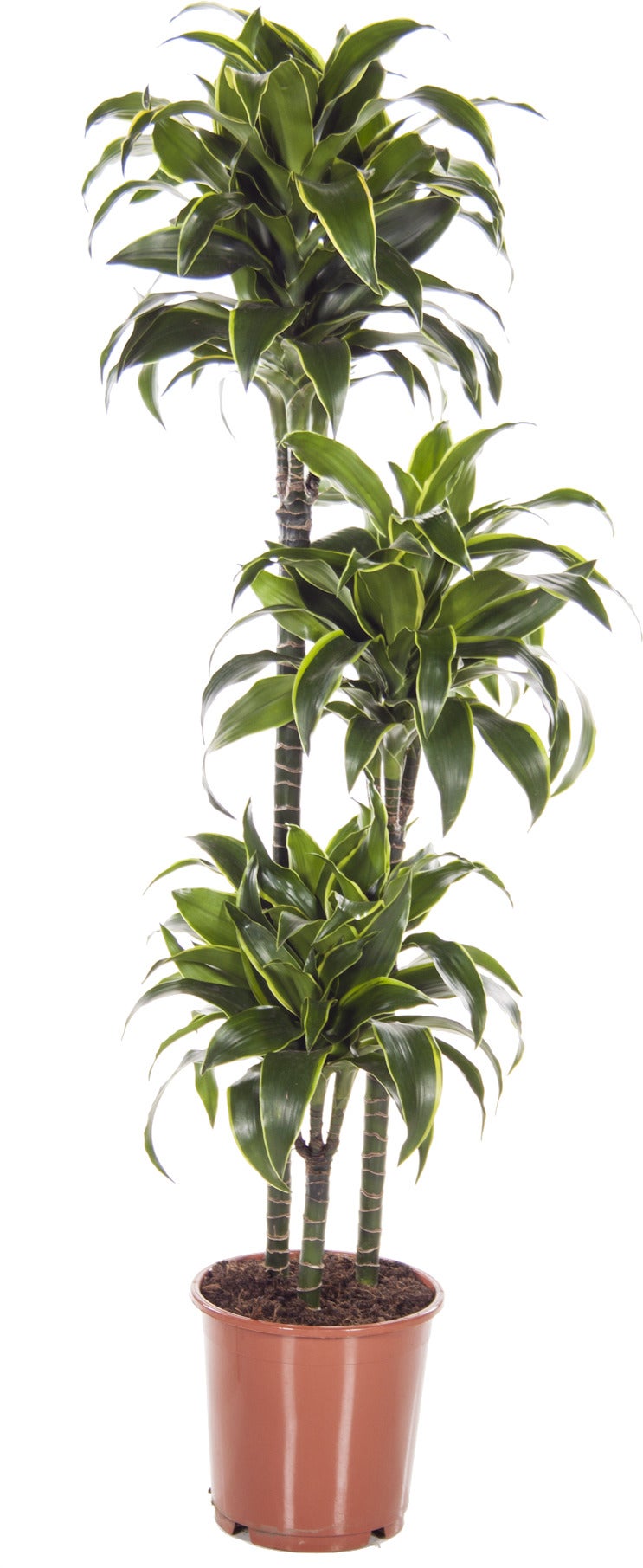 Drakenbloedboom (Dracaena fragrans 'Dorado') D 24 H 130 cm
