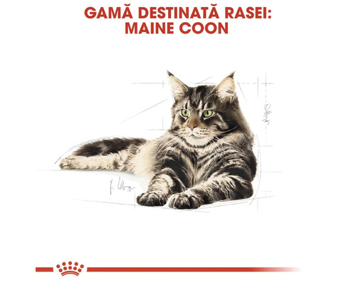 ROYAL CANIN Adult Maine Coon droog kattenvoer 4 kg