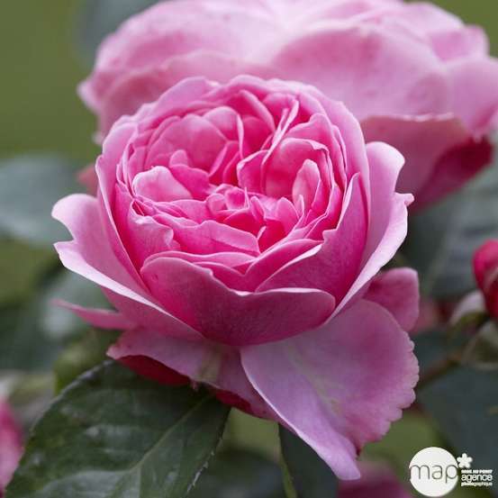 Rosier buisson 'Léonardo da Vinci®' (Meideauri) : pot de 5 litres
