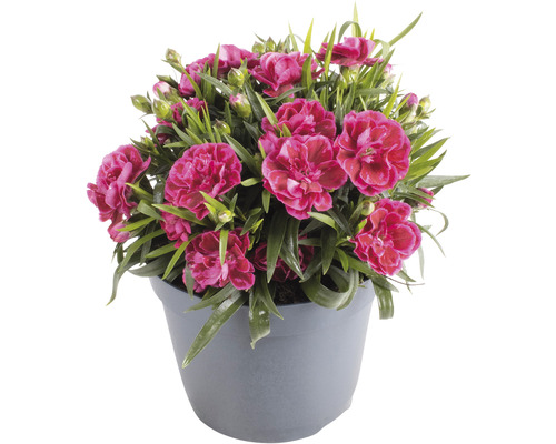 Anjer, Tuinanjer FloraSelf Dianthus caryophyllus 'Nina' H 10-15 cm Ø 15 cm pot