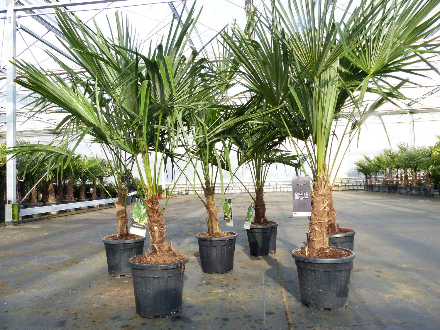 Trachycarpus fortunei 140 - 170 cm Palm, Chinese Windmill Palm, winterhard tot -18°C
