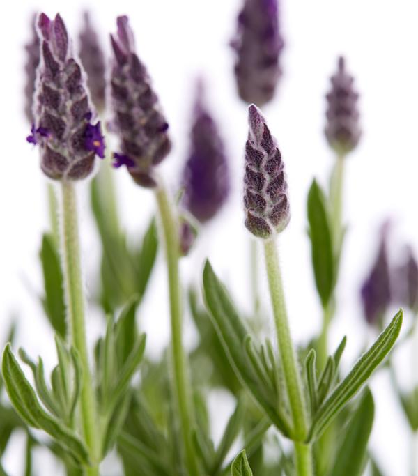 Schopf-Lavendel