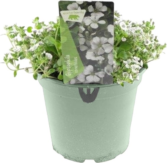 Gipskruid (Gypsophila cerastioides) D 17 H 30 cm