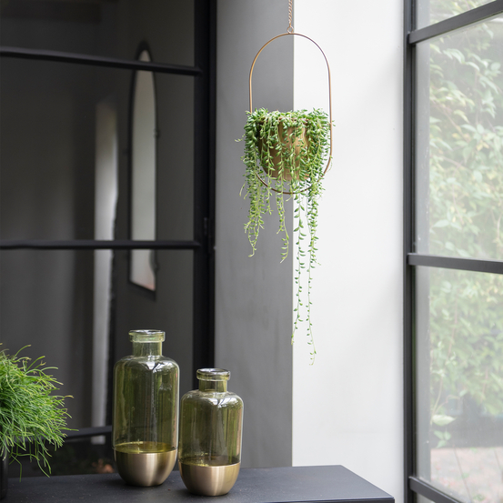 Senecio Herreianus suspension - pot D17cm