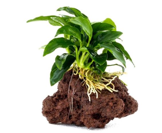 Waterplant Anubia Nana op lavasteen - Medium