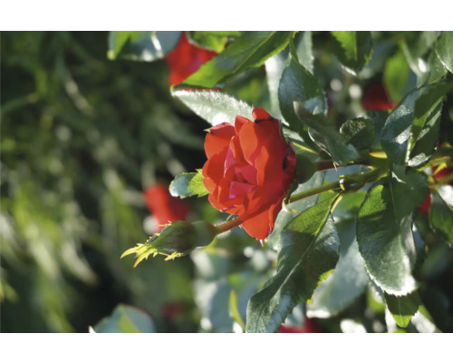 Roos 'Zepeti' ® H 30-40 cm Co 6 L
