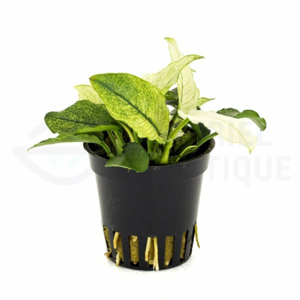 Anubias nana pinto
