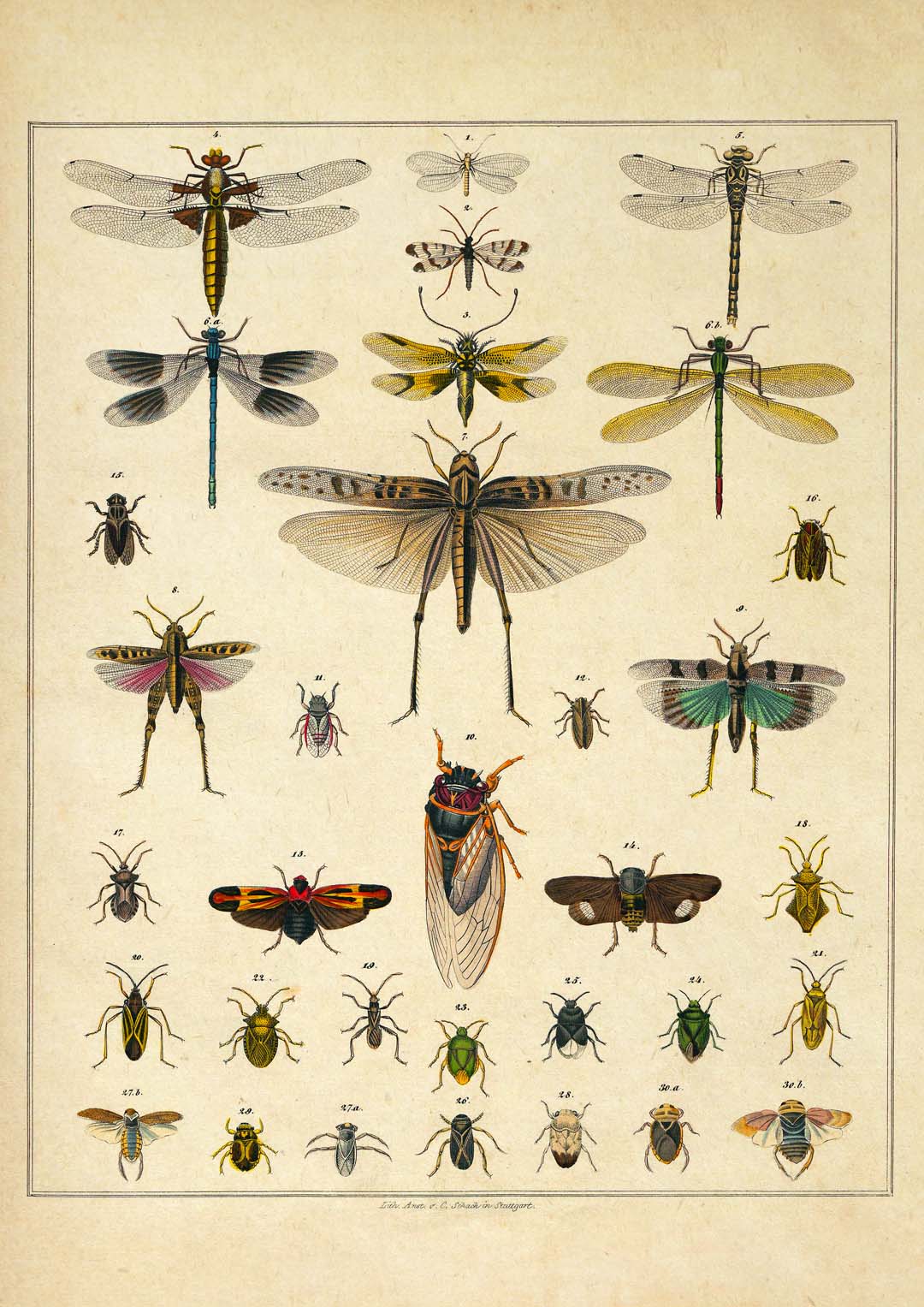 Insekten von Oken