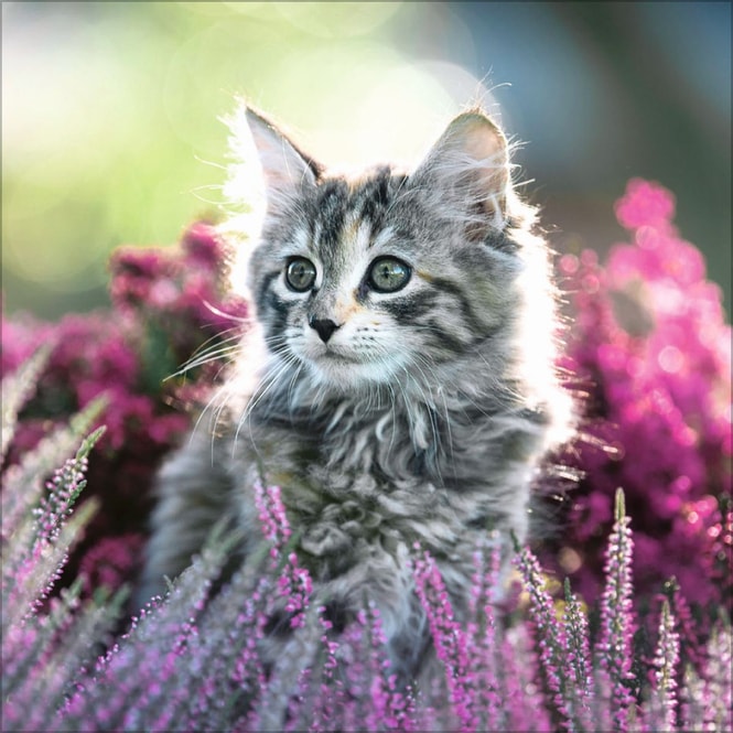 Kalender - 2025 - Cats