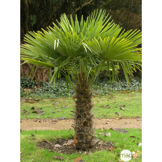Palmier de Chine - Trachycarpus fortunei : pot de 25 litres 50/60