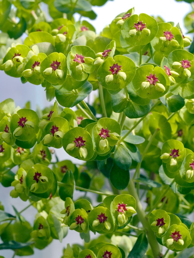Euphorbia (Euphorbia martinii) D 11 H 70 cm