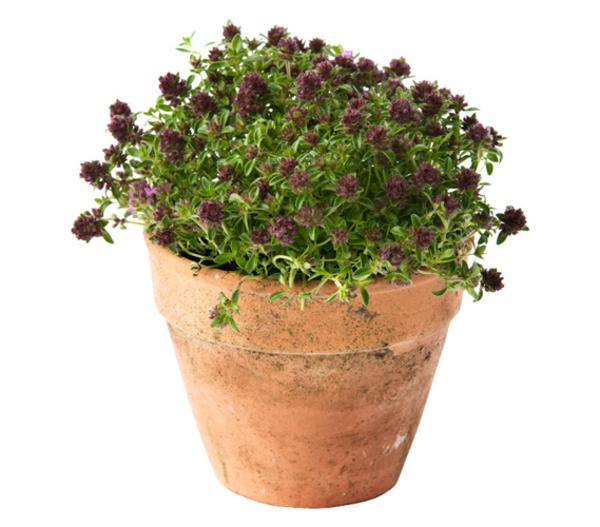 Thymian, verschiedene Sorten