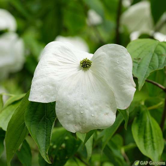 Cornus rutgersensis 'Aurora': pot 15L