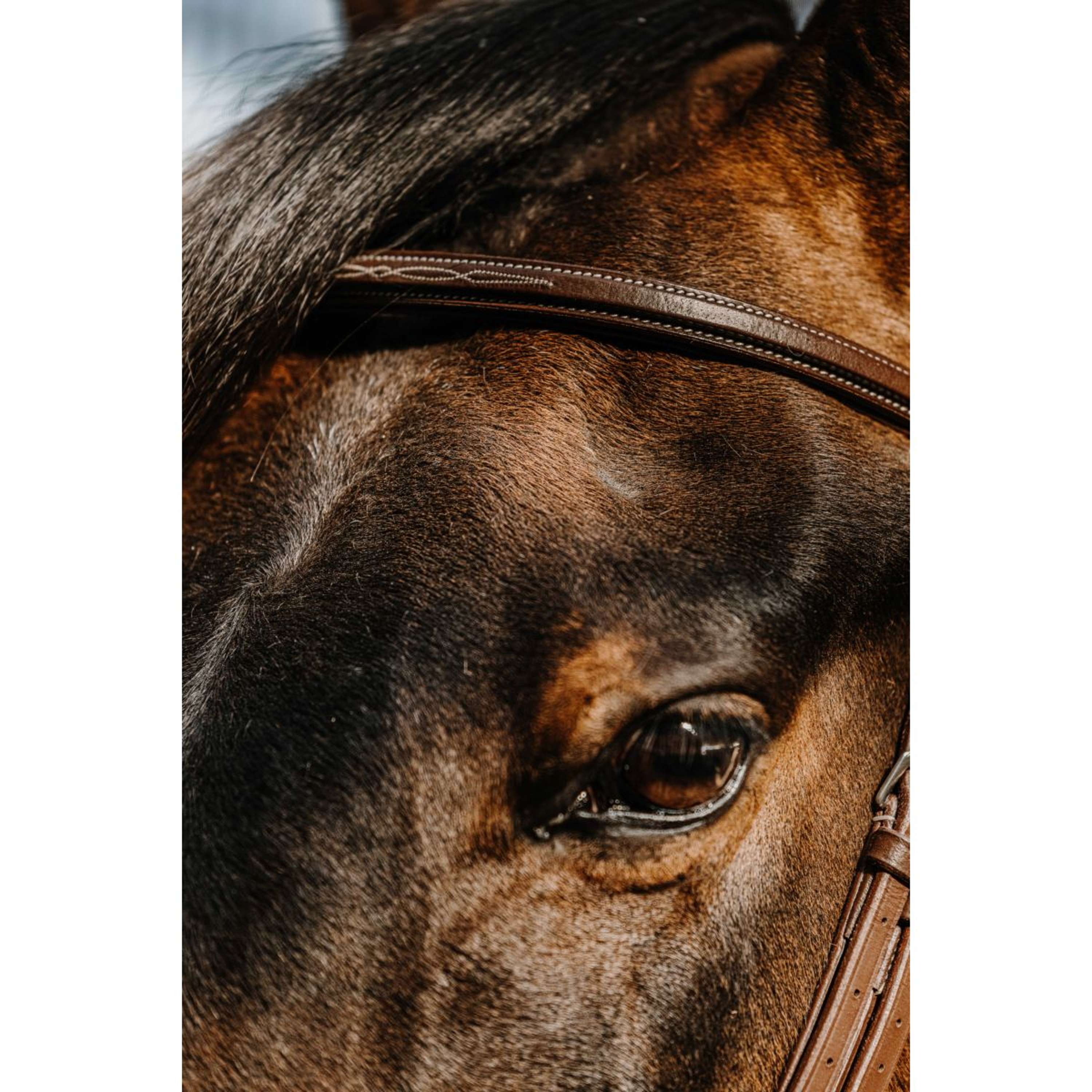 Norton Hoofdstel Hunter Havanna