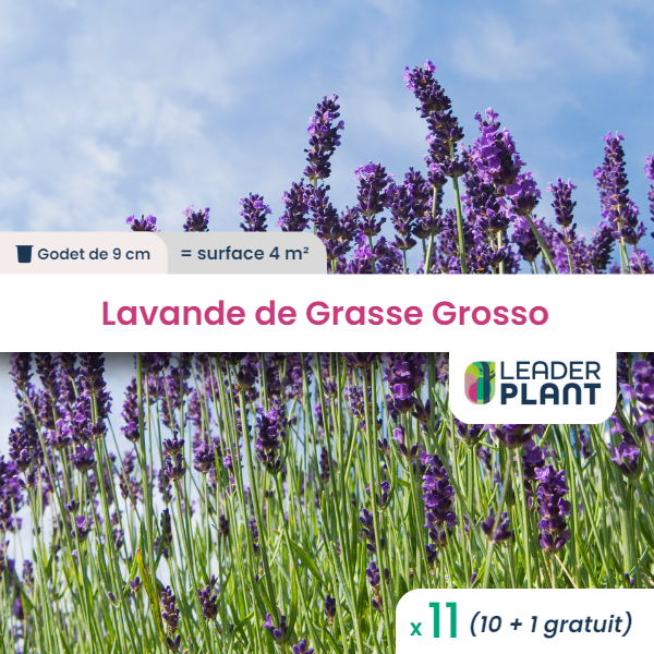 11 x lavande grosso en godet