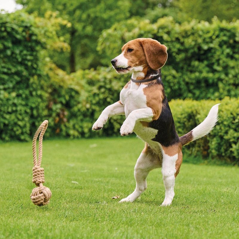 Beaphar Canishield Anti Vlooien en Tekenband Hond S - M 48 cm