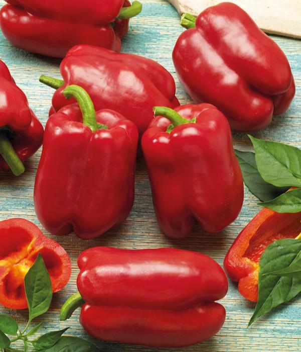 Dehner Premium Samen Block-Paprika 'Bendigo