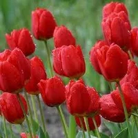 Tulipa (Darwinhybrid-Group) 'Red Impression' Tulipan 'Red Impression' EKO