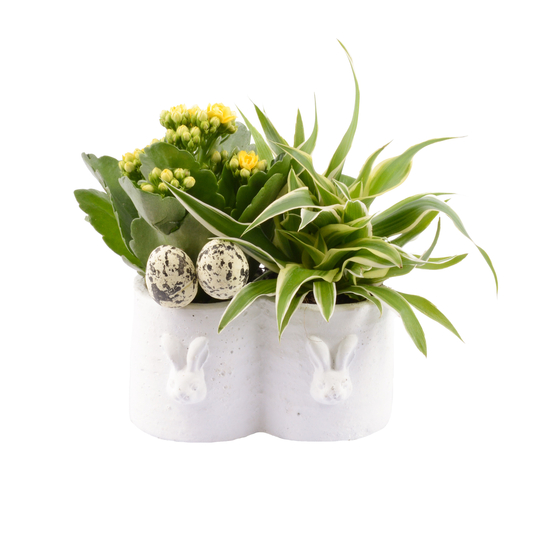 Composition pâques de 2 plantes intérieur : pot décoration lapins