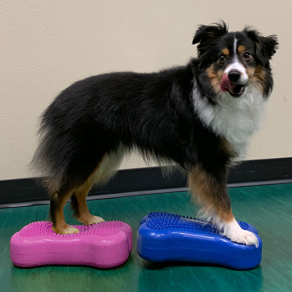 FitPAWS Bone Mini's