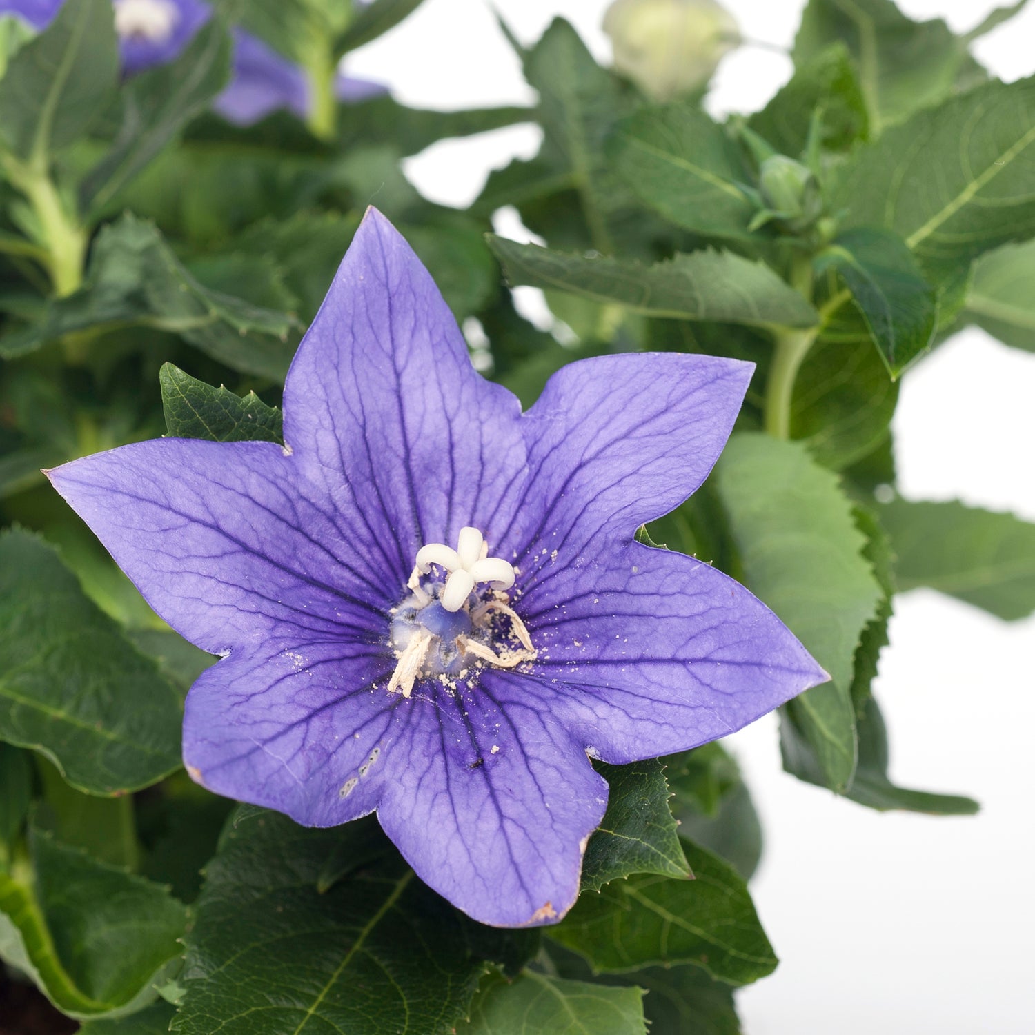 Ballonklokje (Platycodon grandiflorus 'Astra Blue') D 12 H 25 cm