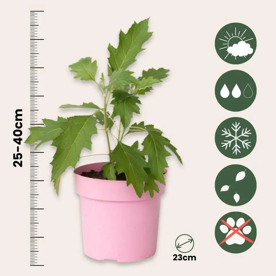 Hortensia - Set van 2 - Hydrangea 'Ice Crystal' - Hoogte 25-40cm - ⌀19cm