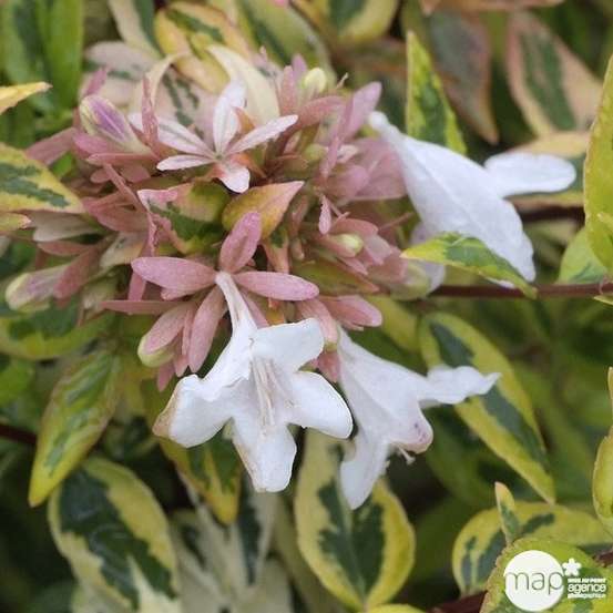 Abelia x grandiflora 'Kaléidoscope'® : Conteneur de 4,5 litres
