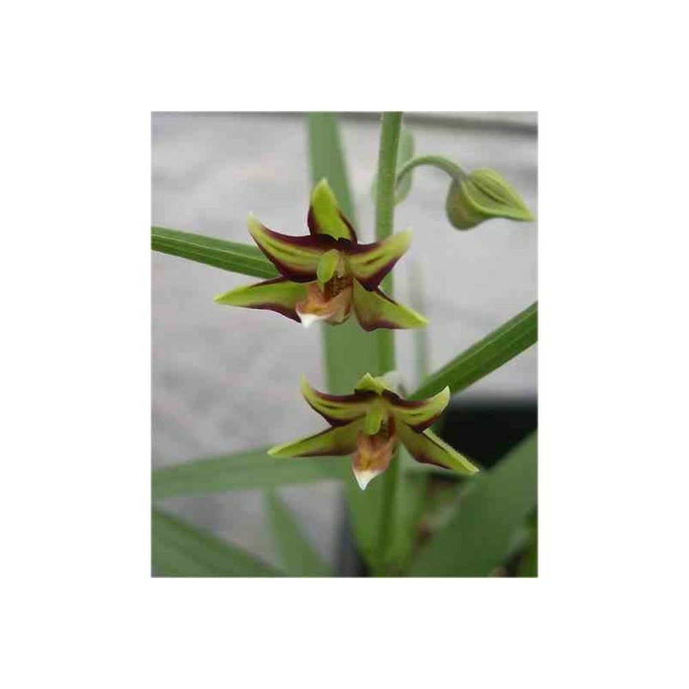 Epipactis verratrifolia taille pot de 1 litre - 0/60 cm - marron et jaune