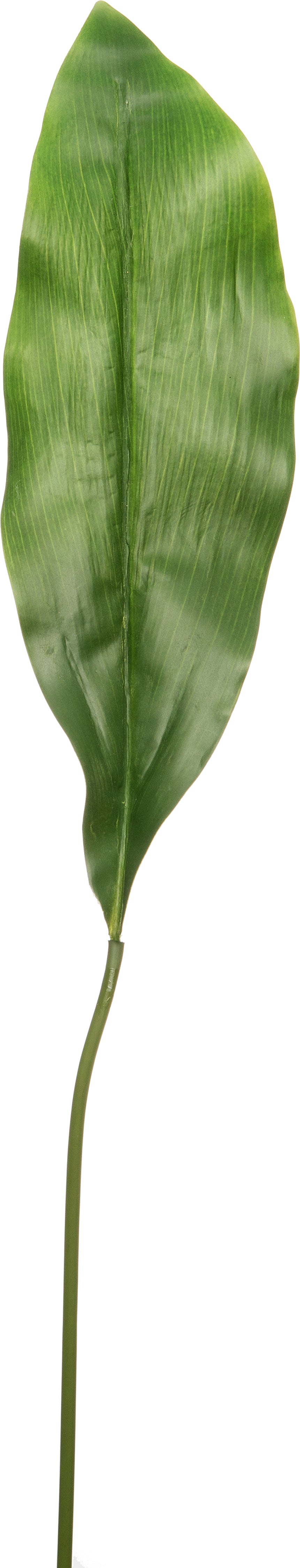 Intratuin kunstblad Aspidistra H 85 cm