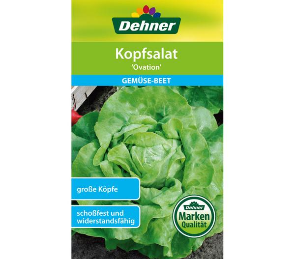 Dehner Samen Kopfsalat 'Ovation'