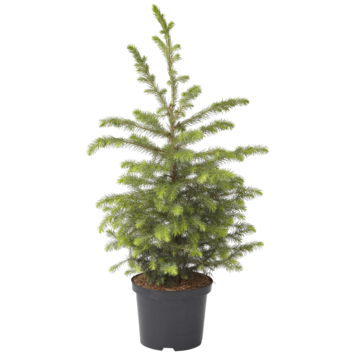 Picea Omorika Kerstboom Potgekweekt 60-80 cm