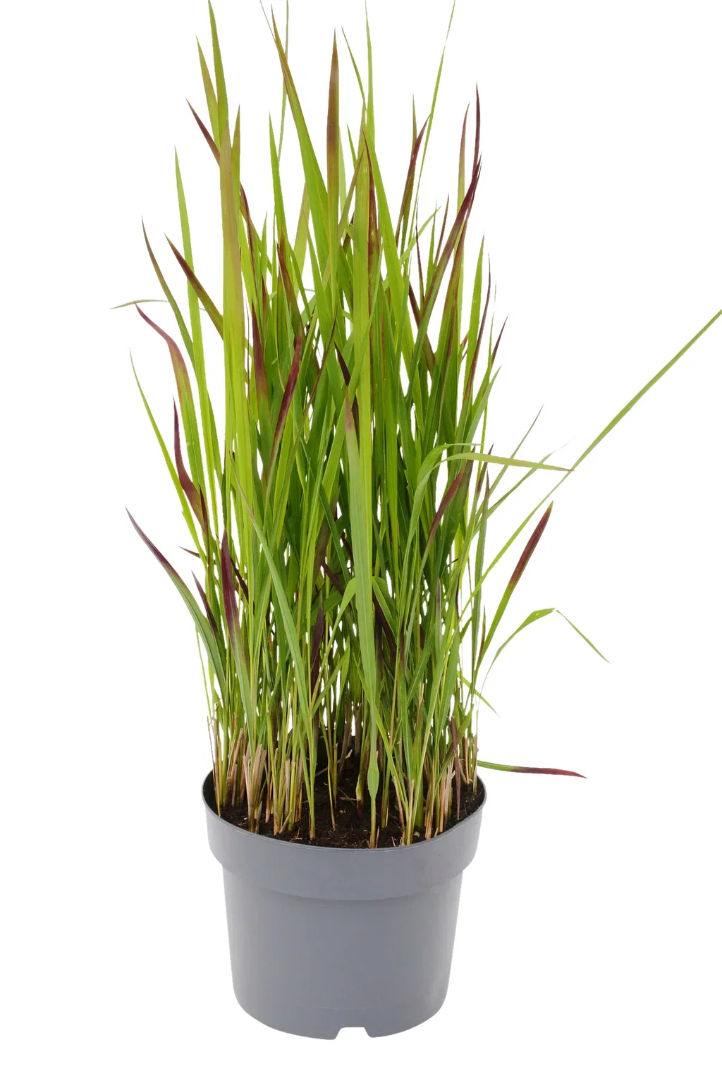 Imperata cyl. 'Red Baron' 19 cm Japansk blodgress Ø19 cm