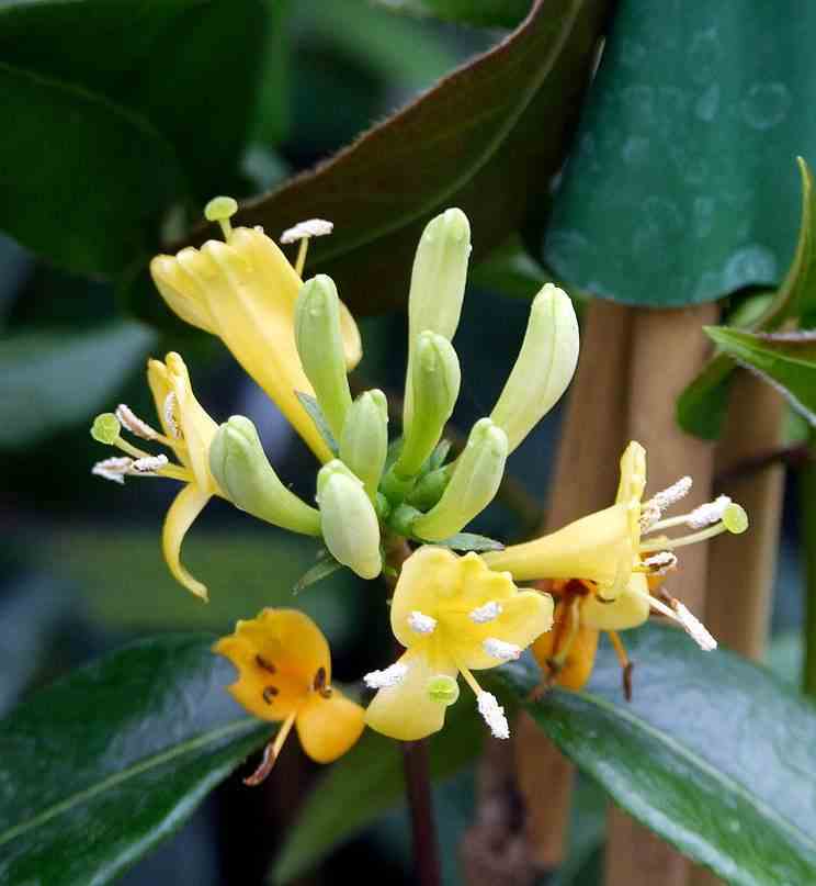 Lonicera henryi copper beauty (chèvrefeuille) taille pot de 2 litres - 30/50 cm - jaune orange