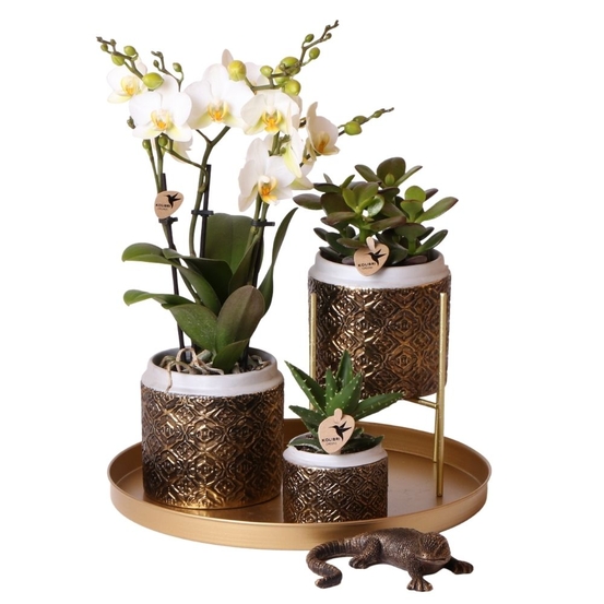 Compo 3 plantes d'intérieur - pot Déco D30cm