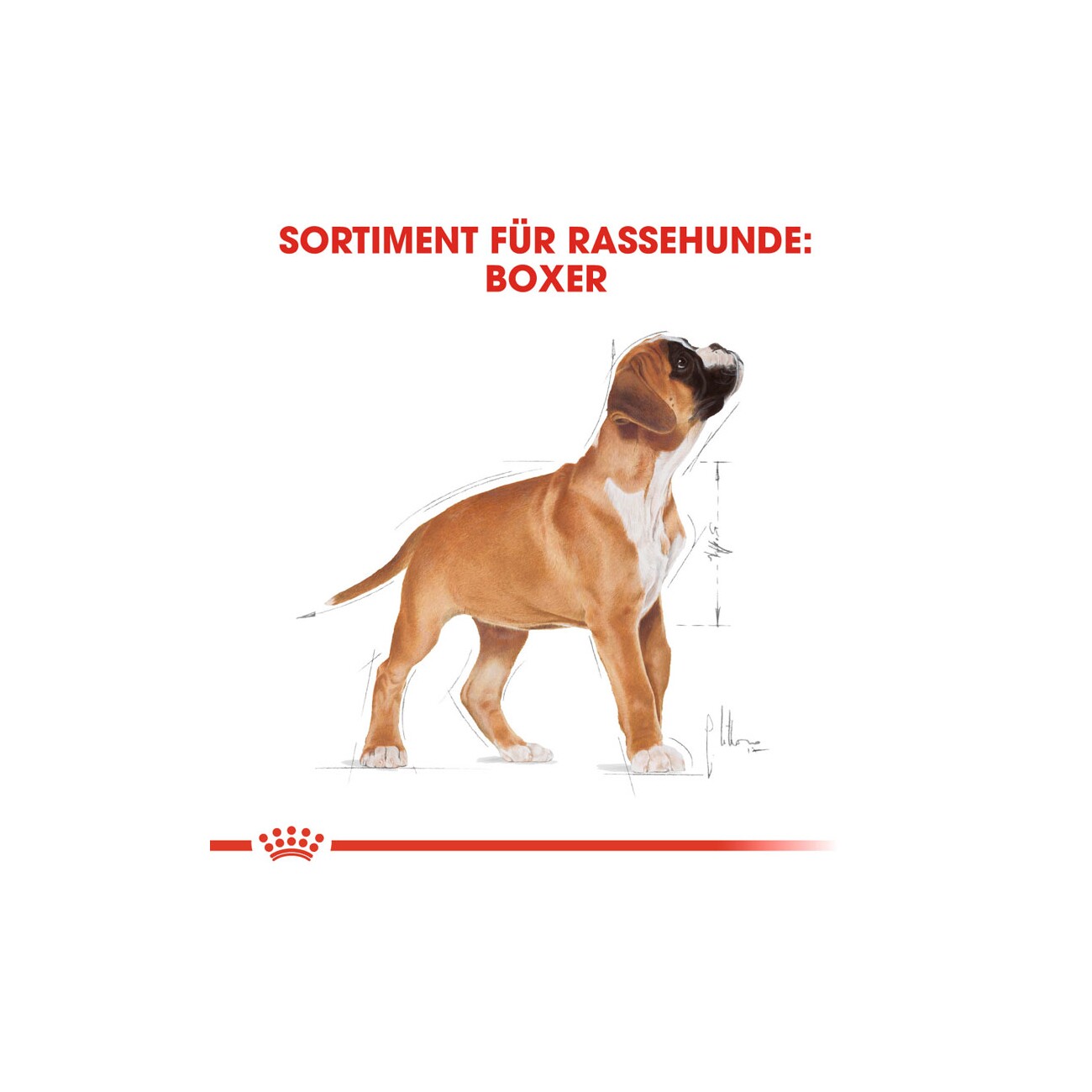 ROYAL CANIN Boxer Puppy 12 kg