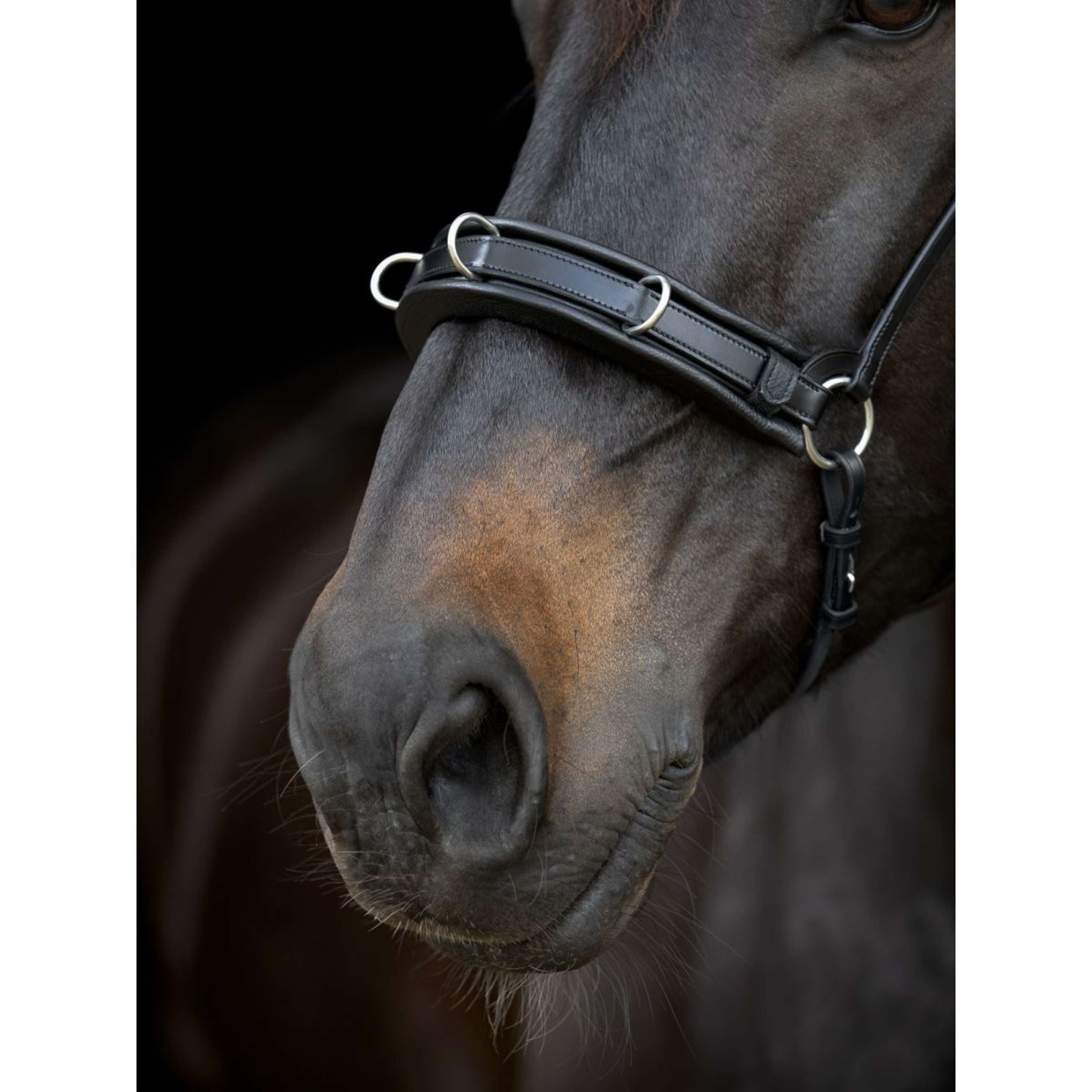 Catago Kinriem Gentle Bruin