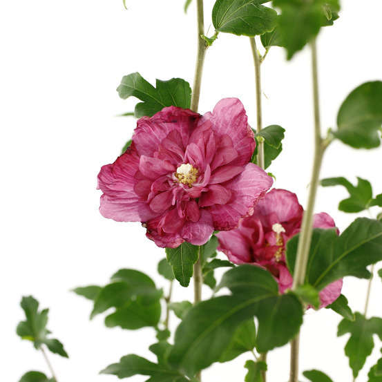 Hibiscus syriacus : ctr 4 litres